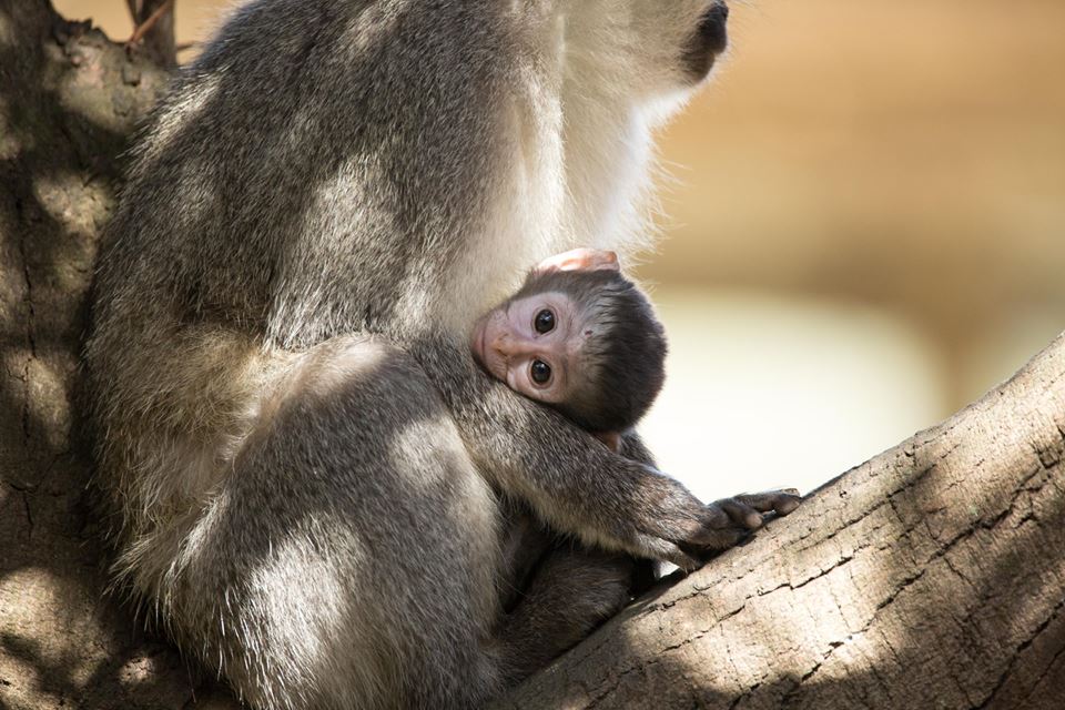 Kariega Monkey by Craig Stone