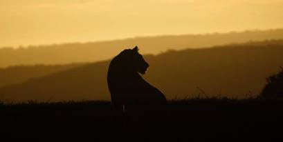 Kariega-lion-VincentStrukamp‎‎‎-Feb2018.jpg