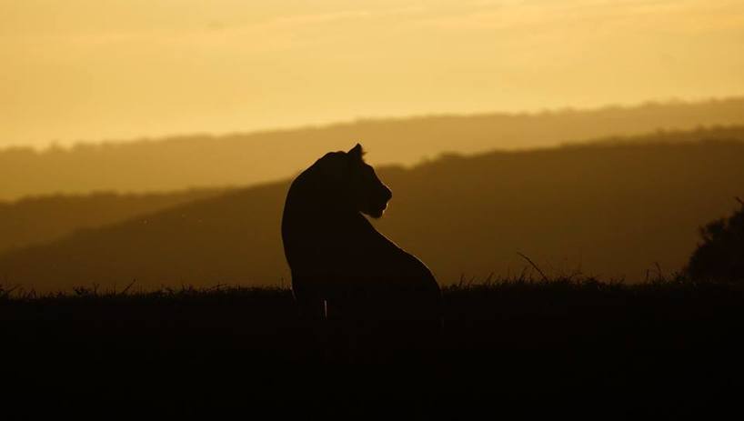 Kariega-lion-VincentStrukamp‎‎‎-Feb2018.jpg