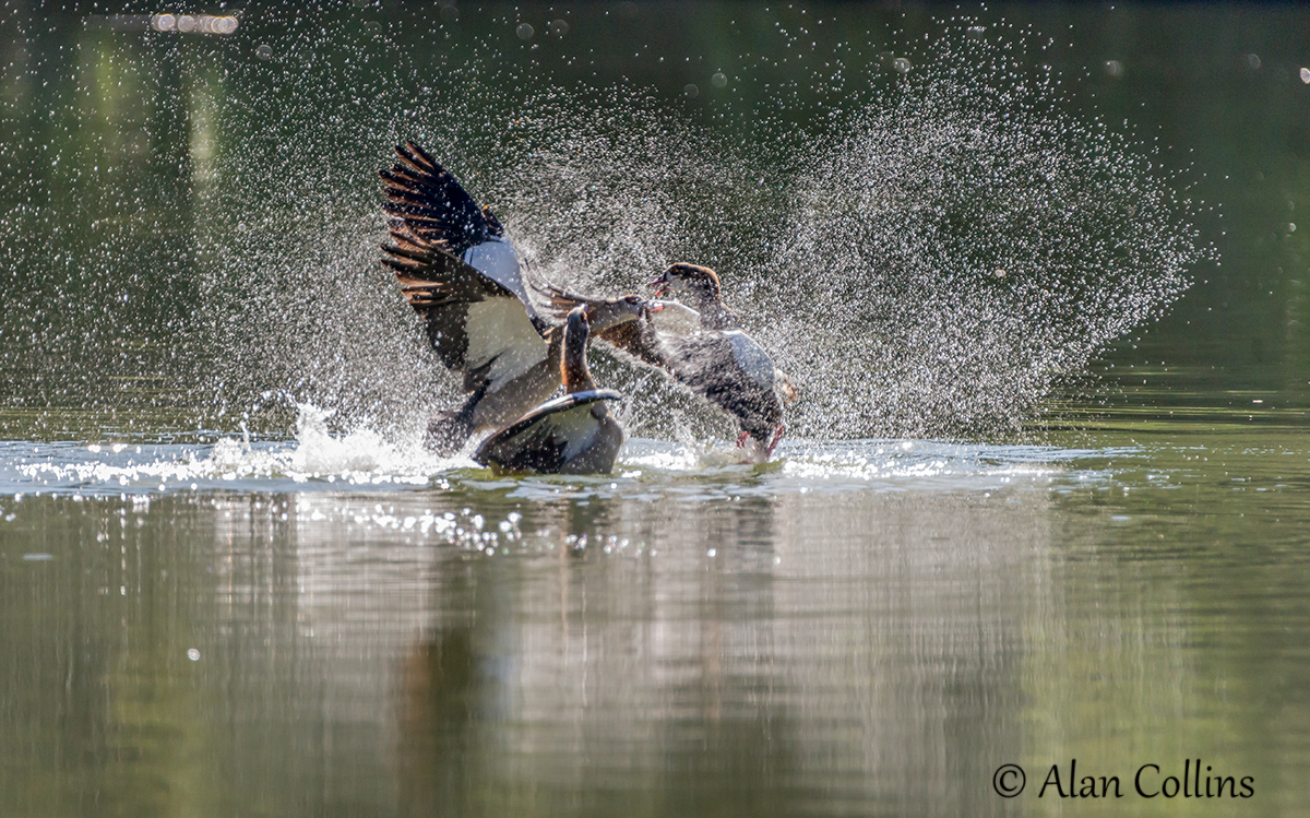 Egyptian Geese taken at Kariega by Alan Collins
