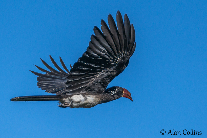 hornbill-kariega-alancollins.jpg