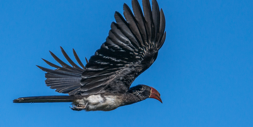 hornbill-kariega-alancollins.jpg