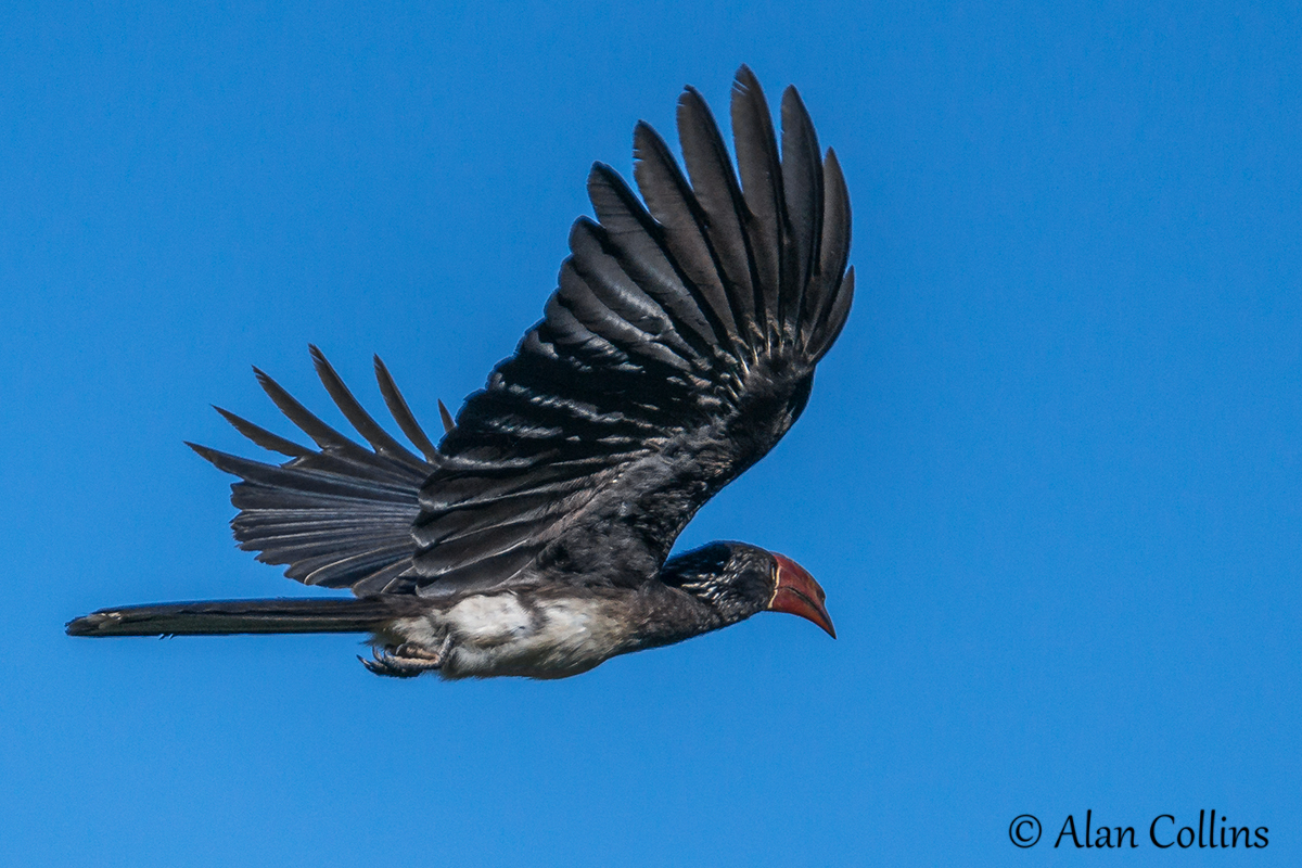 Hornbill in flight at Kariega taken by Alan Collins