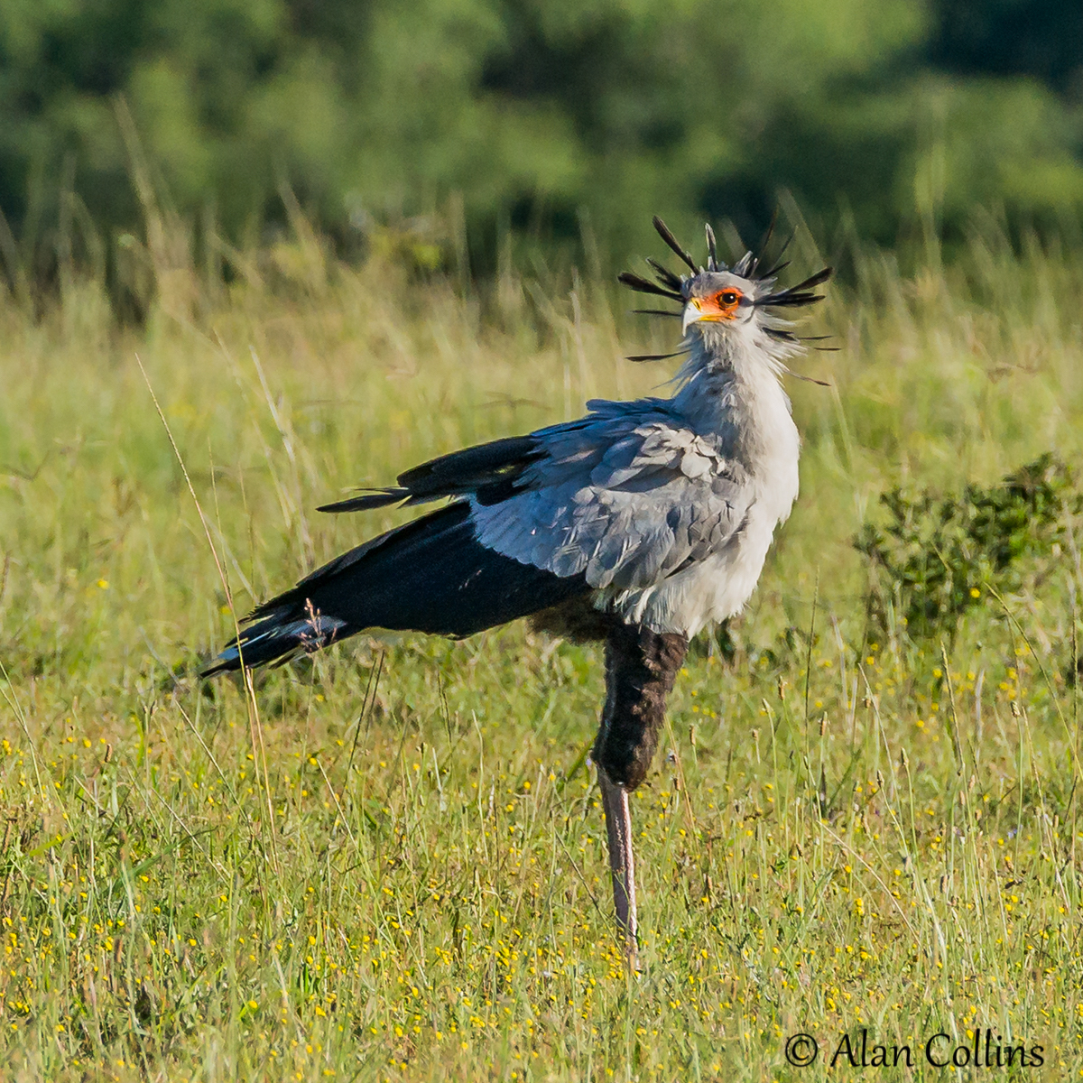 Secretary bird taken at Kariega by Alan Collins