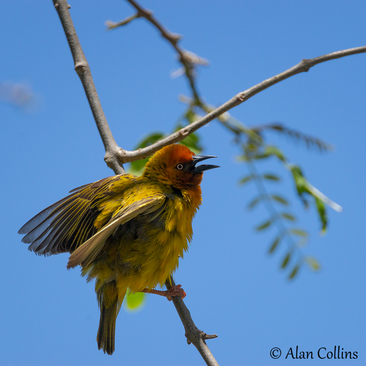 Weaver taken at Kariega by Alan Collins