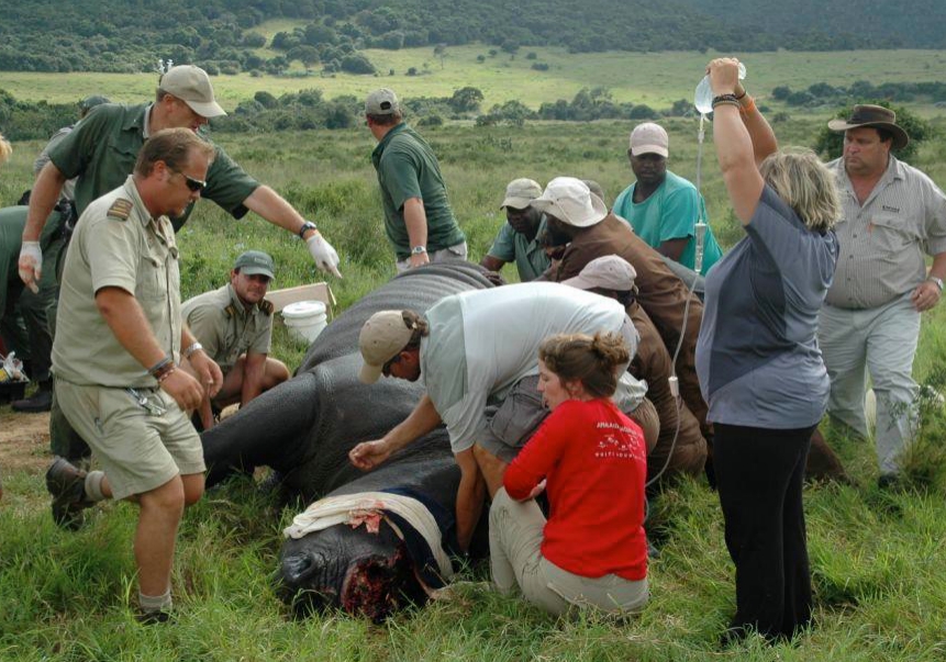 Kariega Rhino Procedure