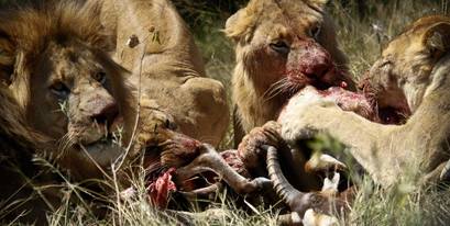 Kariega-Lions-feeding.jpg