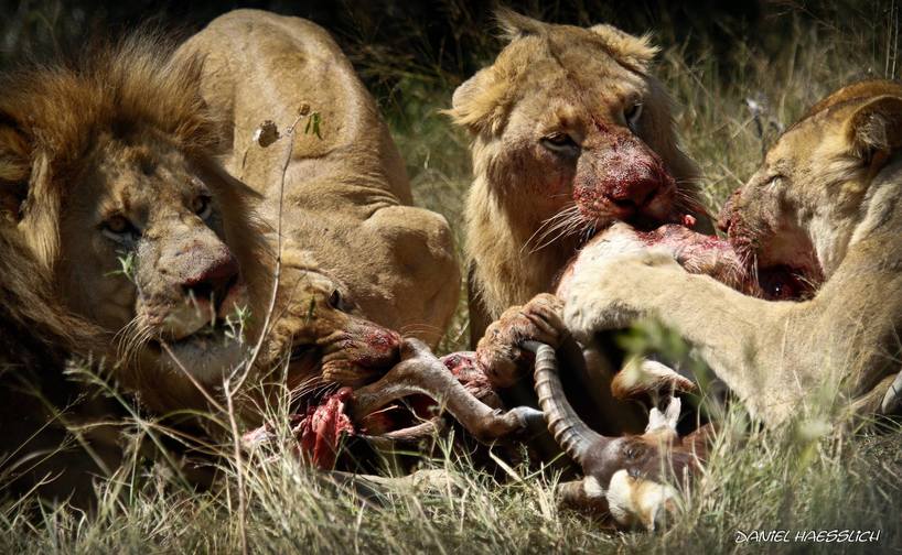 Kariega-Lions-feeding.jpg