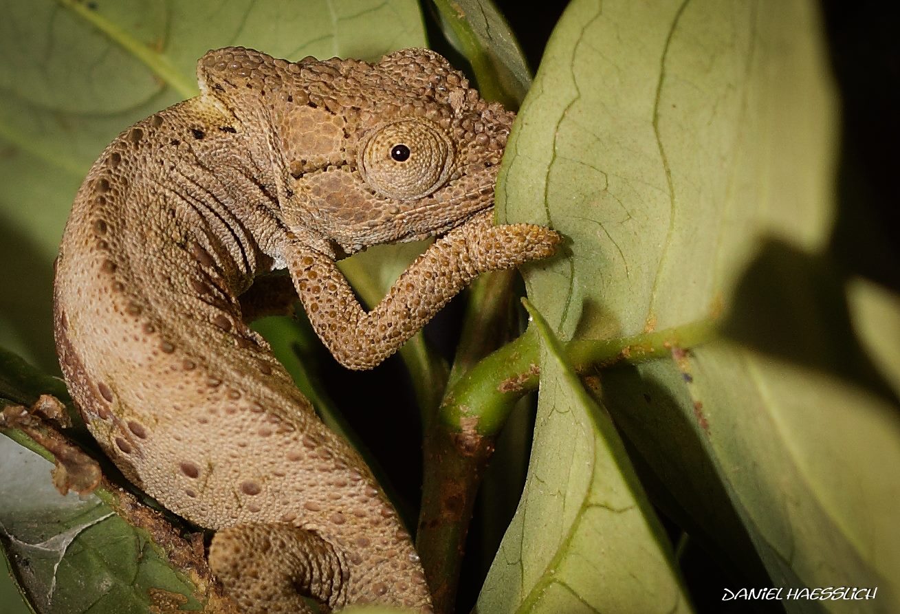 Kariega Nature College Safari Field Guides Study Cape Dwarf Chameleon