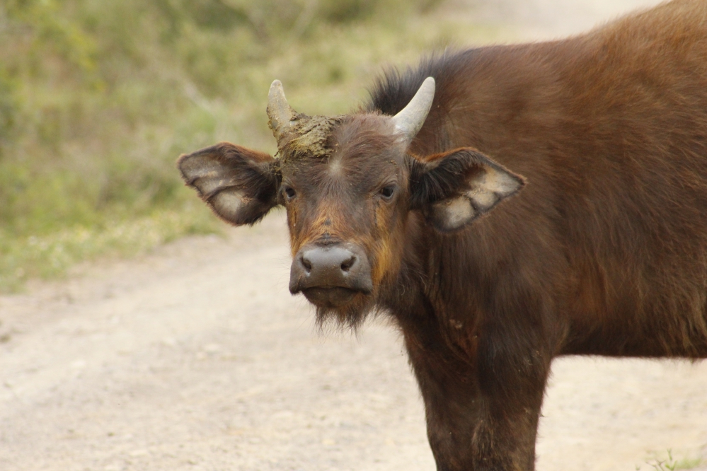 Kariega South Africa Safari Buffalo Calf