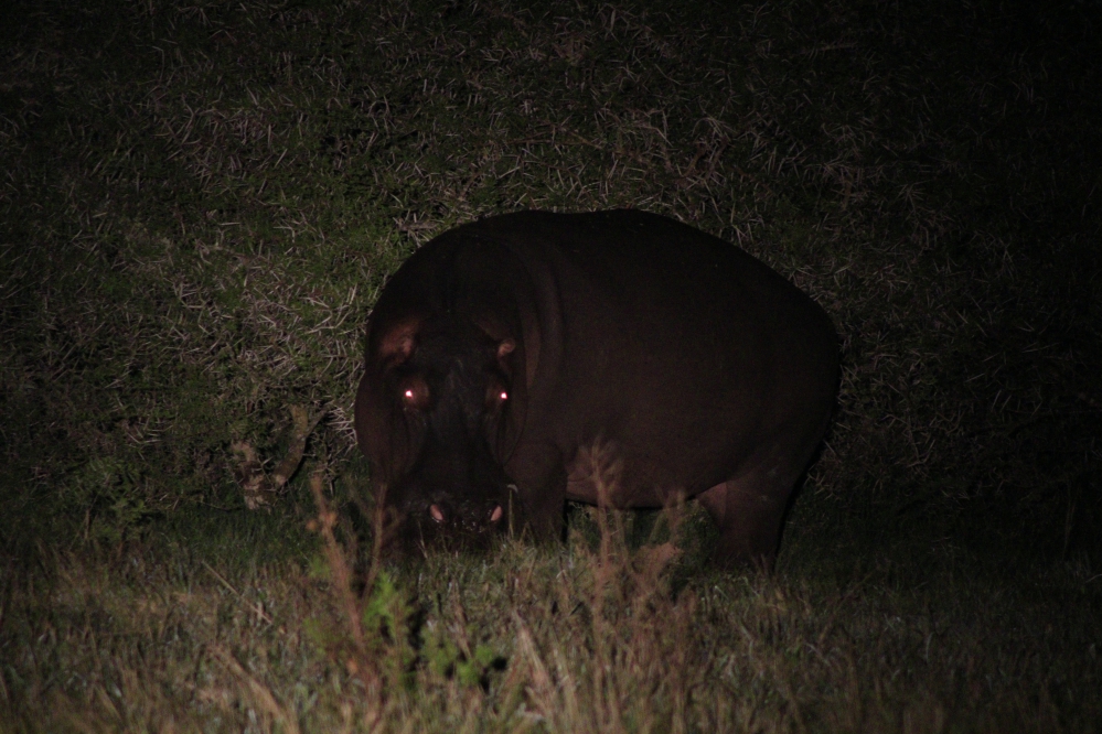 Kariega South Africa Safari Hippo at Night
