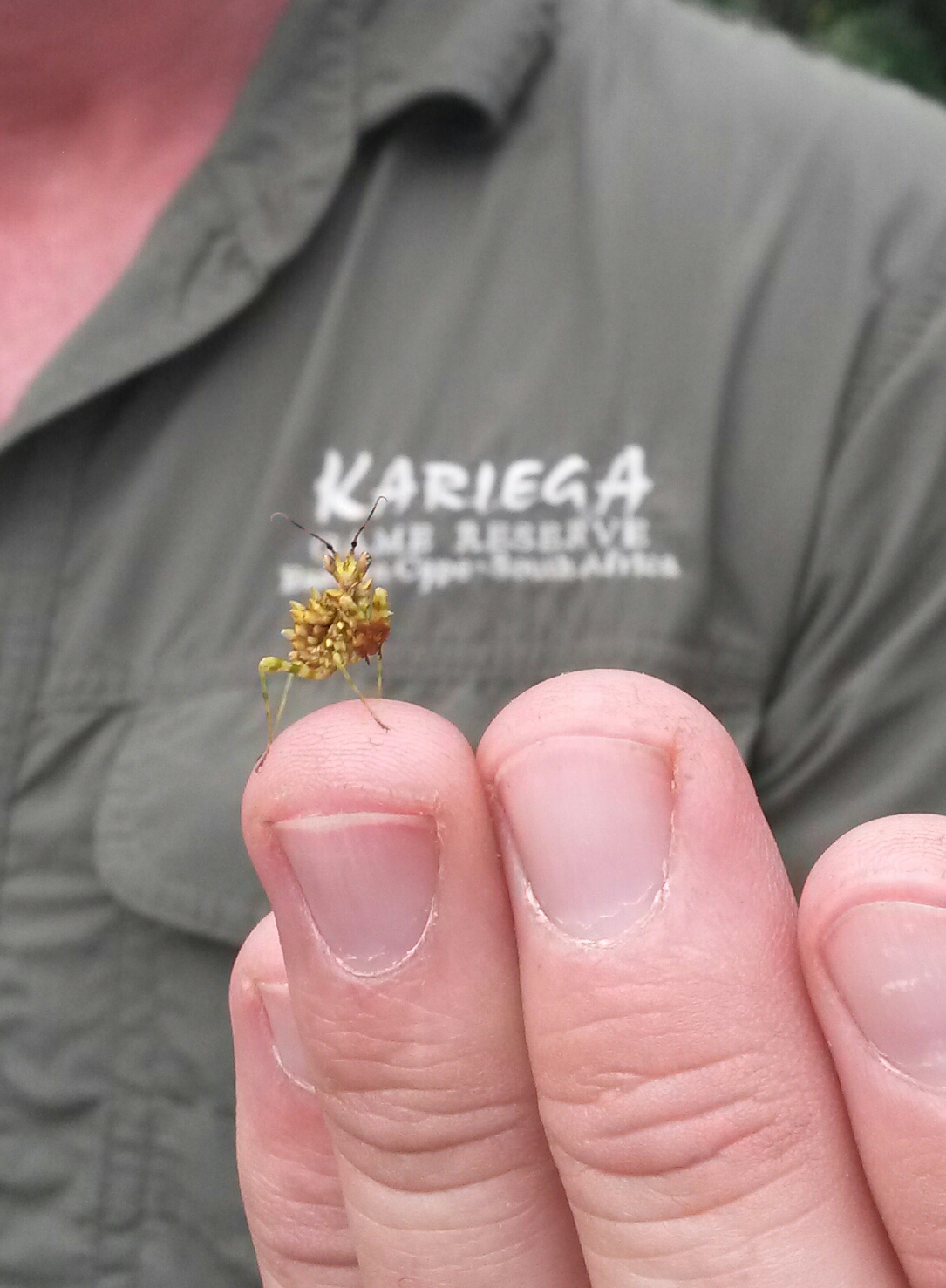 Kariega Praying Mantis Jo Haesslich