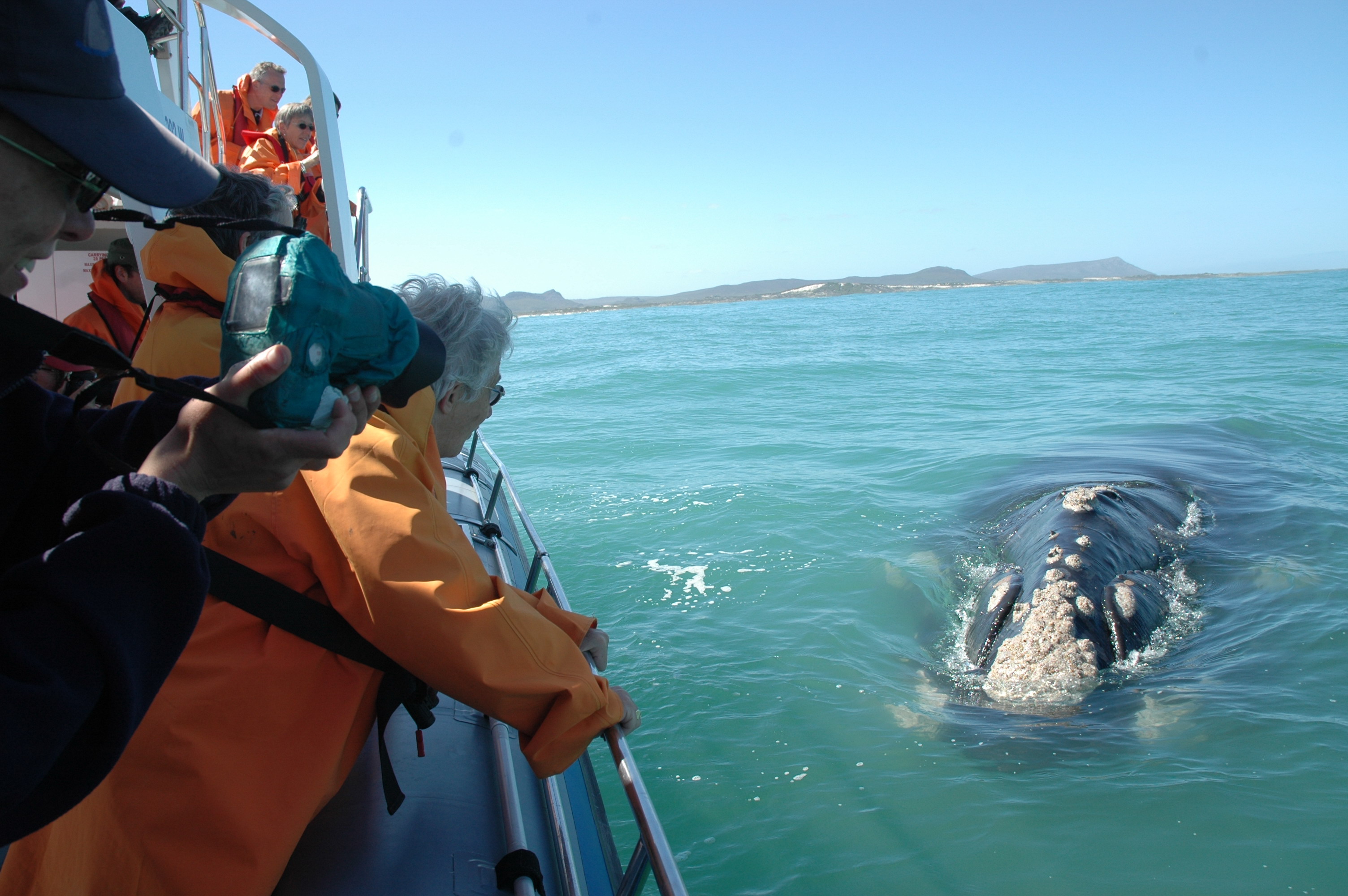 Whale Watching Stop-Over from Cape Town to Kariega