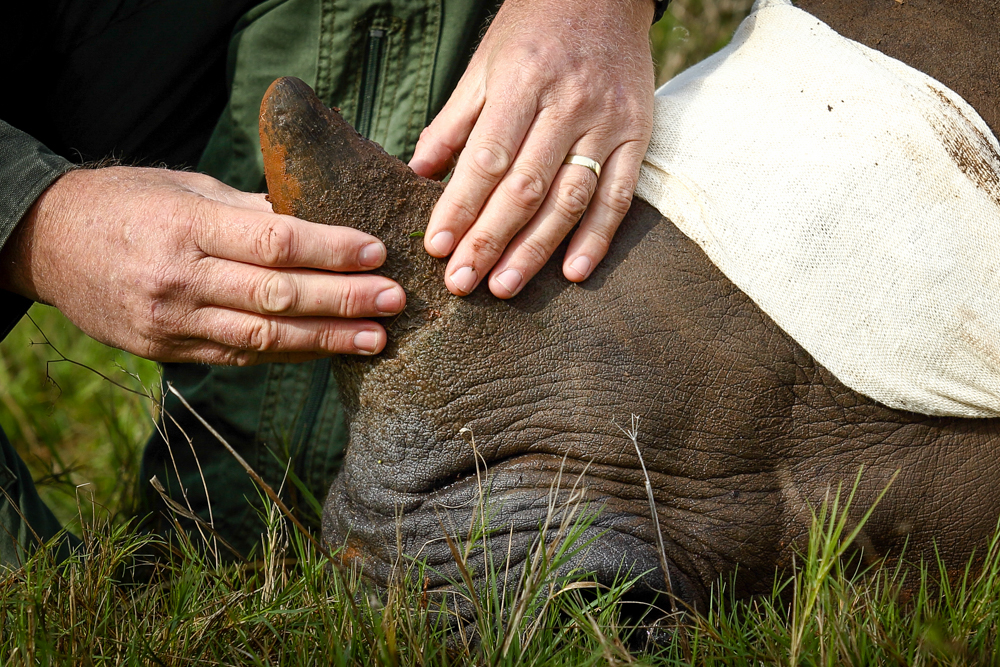 Can dogs help Kariega combat rhino poaching