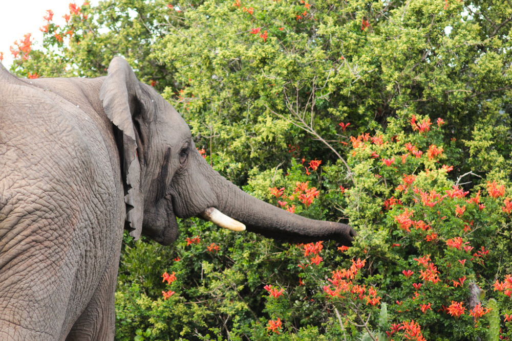 Kariega Conservation Volunteer Elephant Monitoring