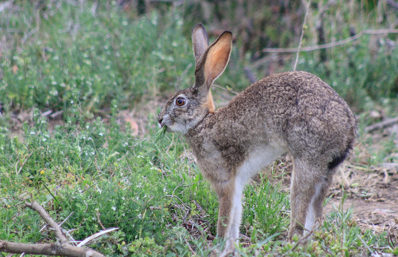 Kariega-Scrub-Hare-JHaesslich.1.JPG