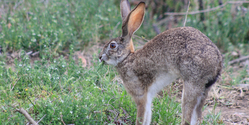 Kariega-Scrub-Hare-JHaesslich.1.JPG