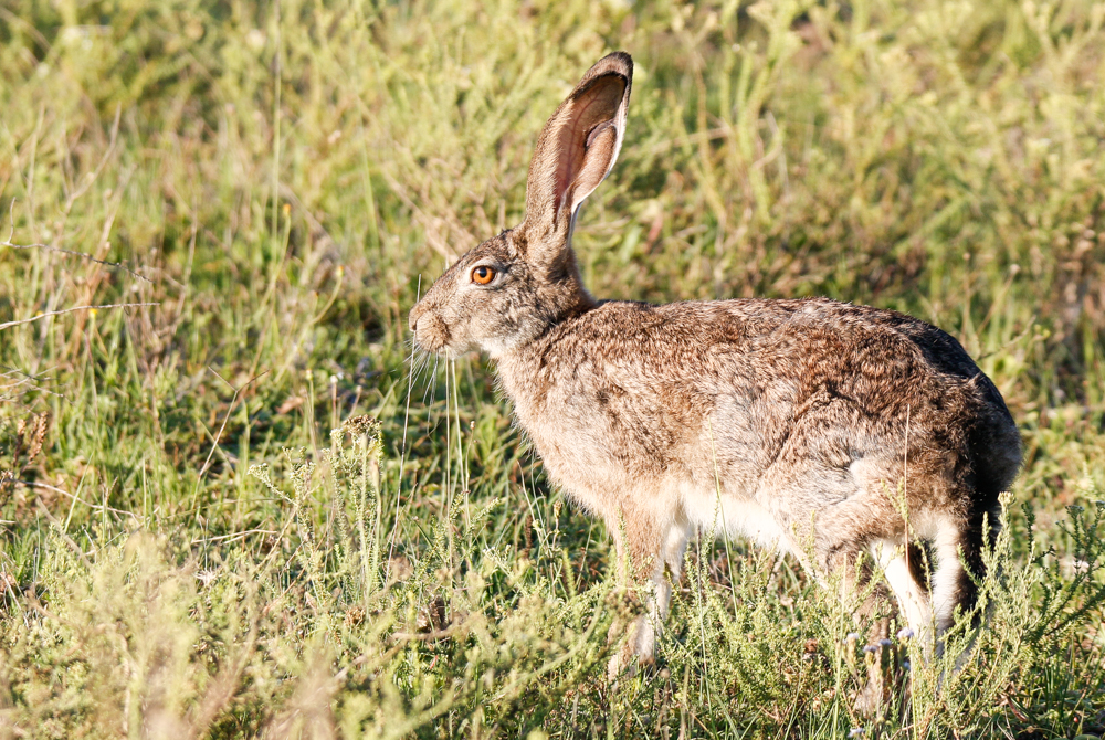 Kariega Scrub Hare different to Rabbits