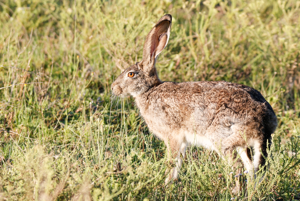 Kariega Scrub Hare different to Rabbits