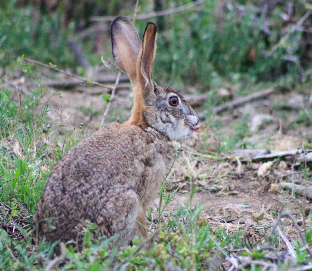 Kariega Scrub Hare different to Rabbits
