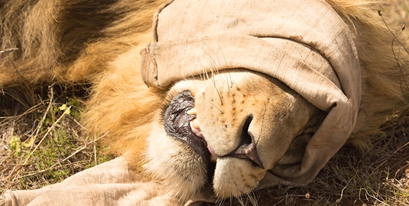 Kariega-Brave-Wilderness-Lion-Darted.jpg