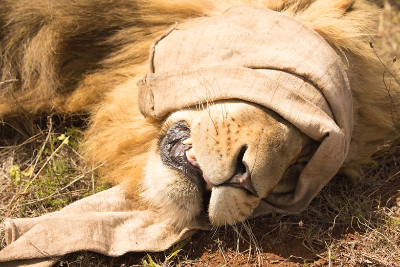 Kariega-Brave-Wilderness-Lion-Darted.jpg