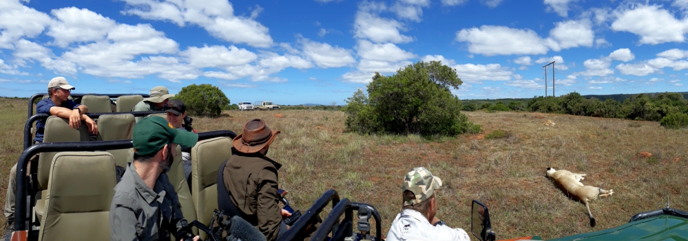 Kariega Brave Wilderness Up Close with Lions