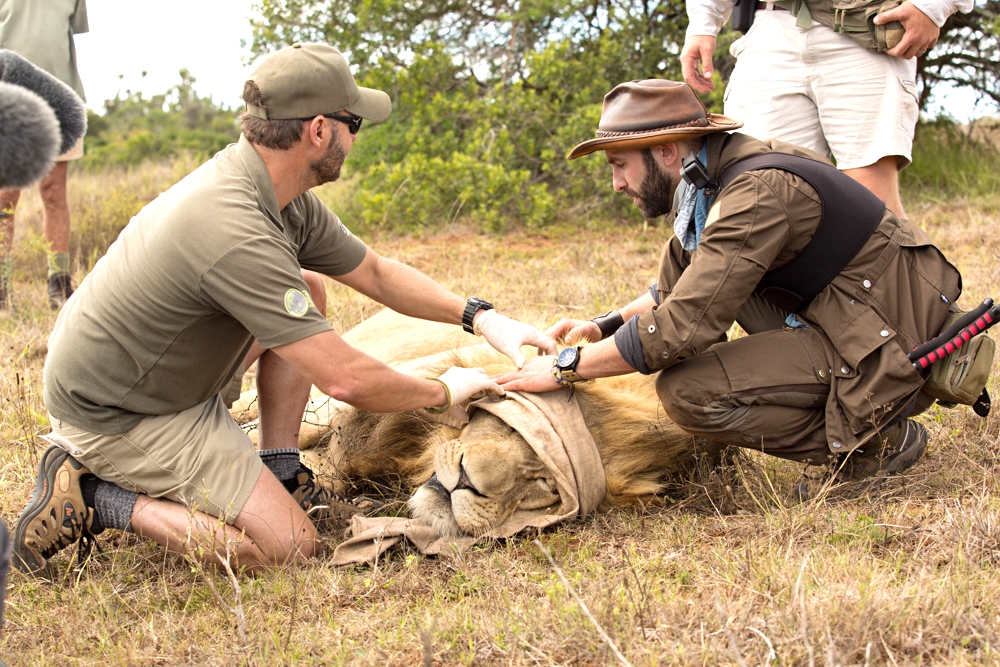 Kariega Brave Wilderness Up Close Lion Darting