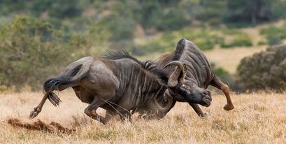 Kariega-wildebeest-dispute.jpg