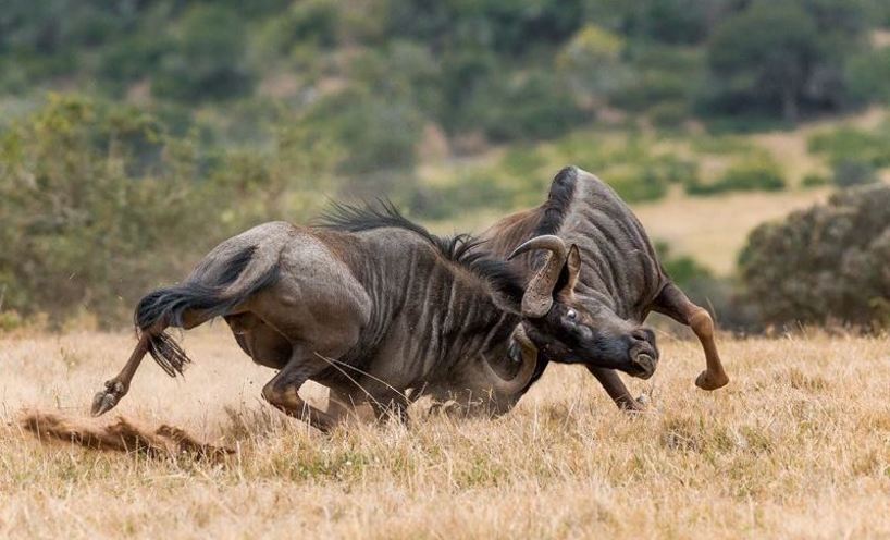 African Animal Behaviour | Kariega Private Game Reserve