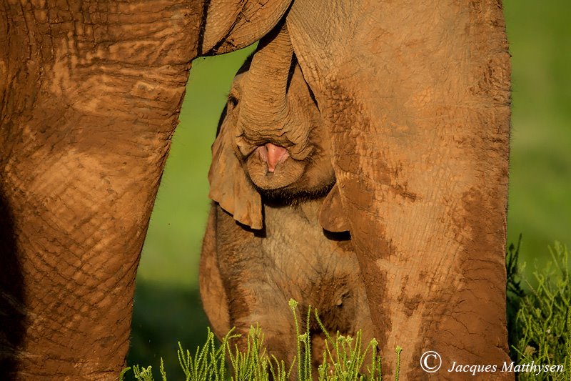 Kariega baby elephant behaviour studied by Nature College