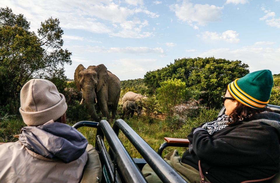 Kariega Field Guide Matthews Elephant