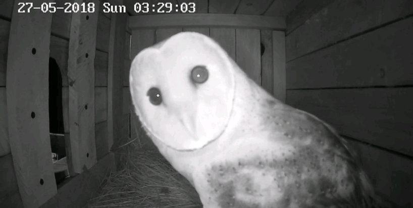 Kariega-Owl-Release-Project-Barn-Owl.jpg