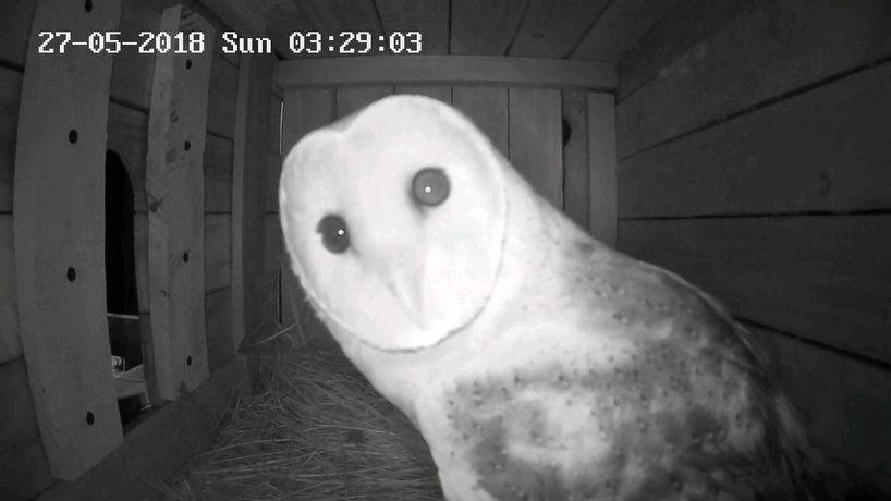 Kariega-Owl-Release-Project-Barn-Owl.jpg