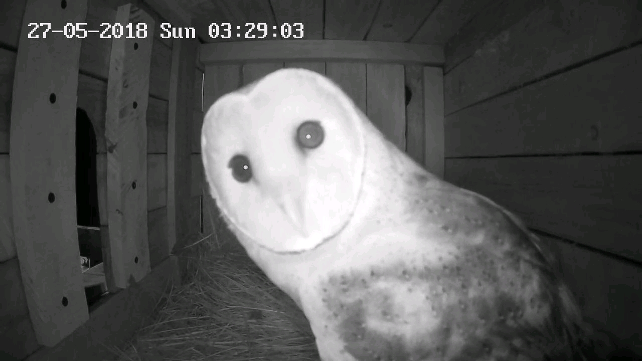 Kariega Safaris Owl Release Project Barn Owl