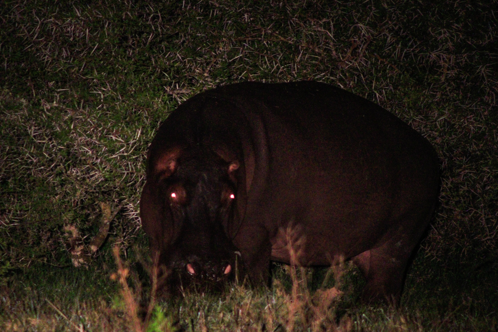 Kariega Hungry Hippo Night