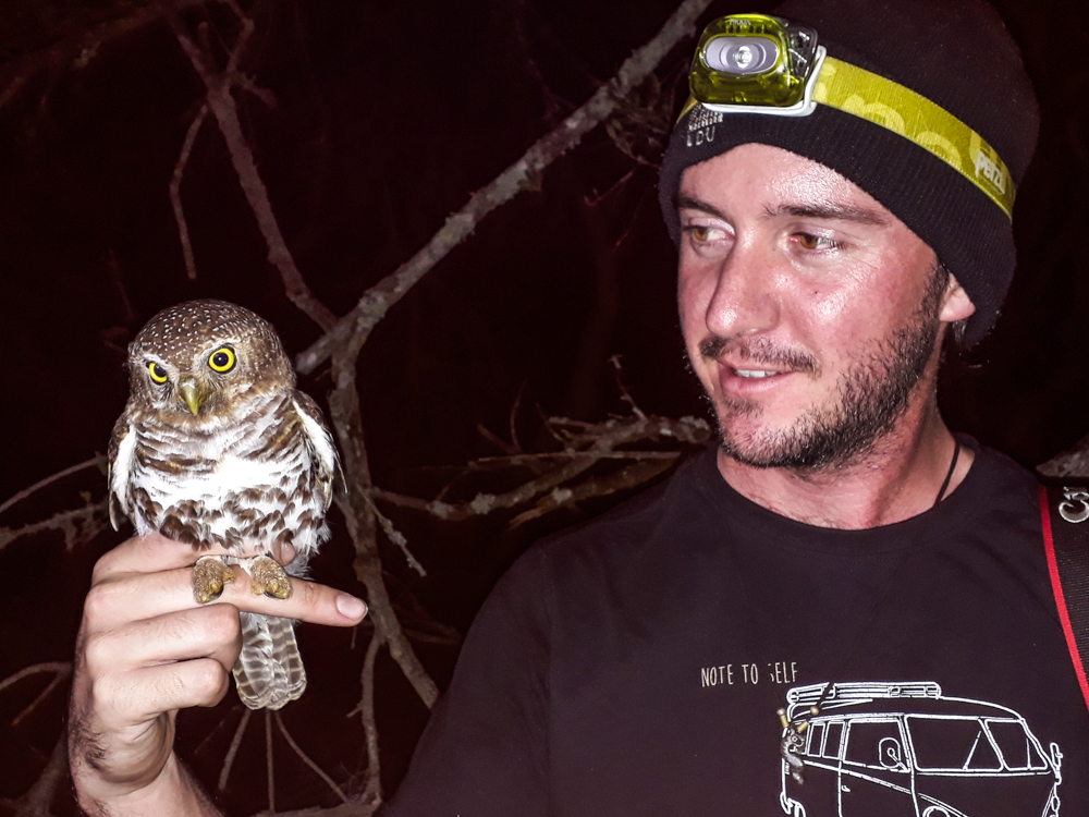 Kariega Barred Owlet Research Success