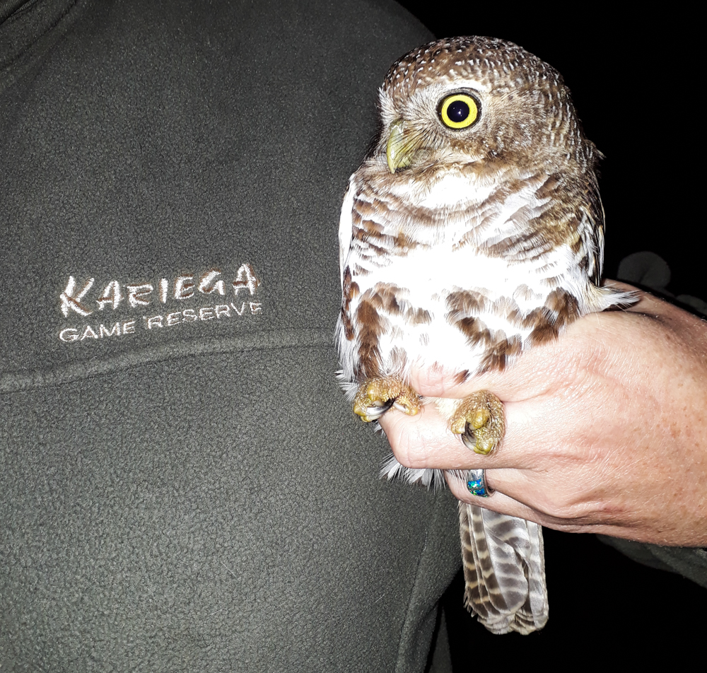 Kariega African Barred Owlet