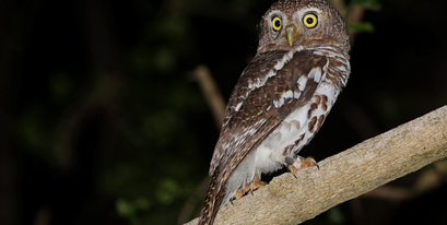 Kariega-Barred-Owlet-Aug'18.jpg