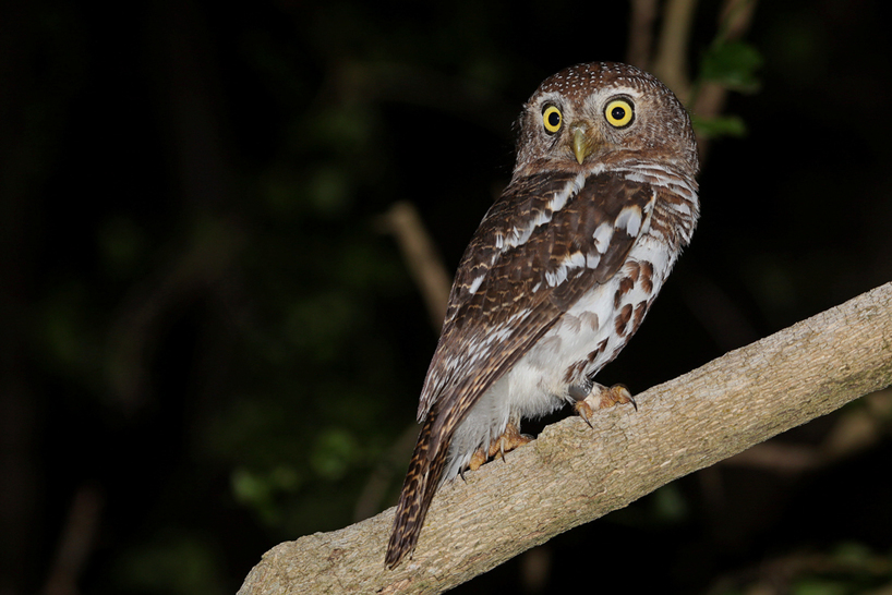 Kariega-Barred-Owlet-Aug'18.jpg