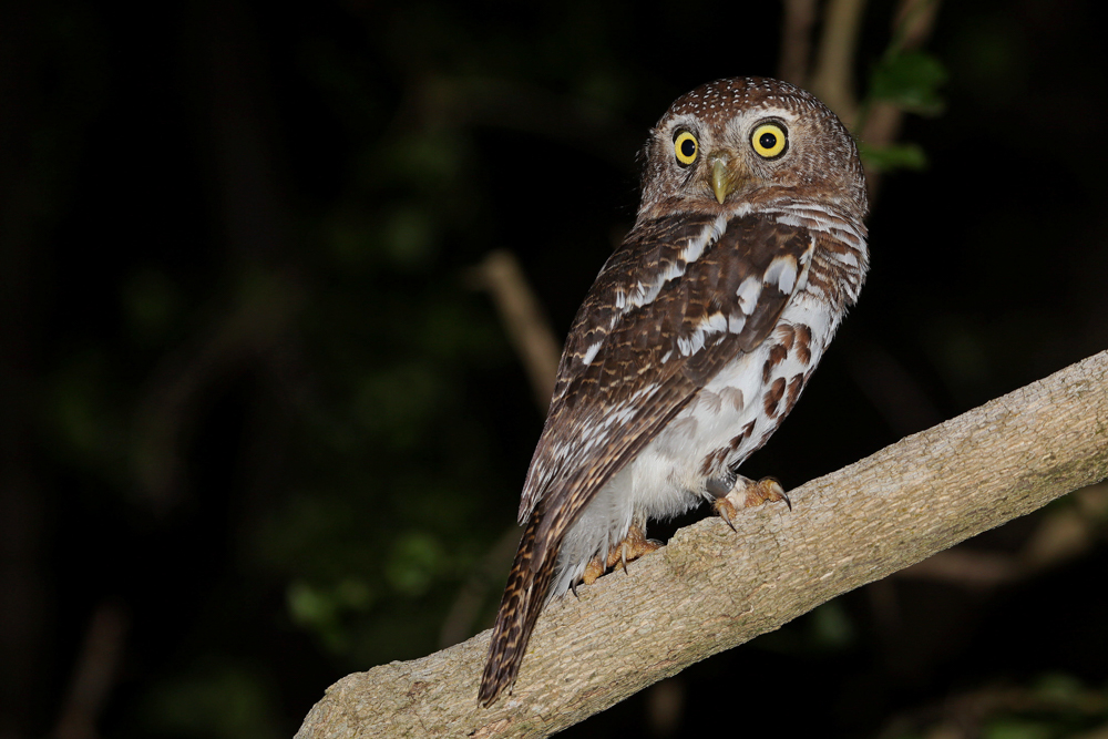 Kariega Game Reserve Highlights 2018 Barred Owlet