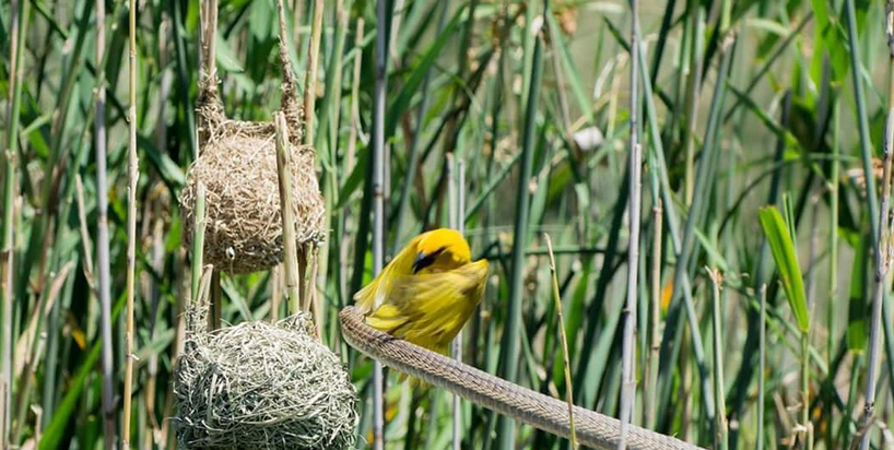 Kariega-Cape-Weaver-Attack-Boomslang-Louis-Fourie.jpg