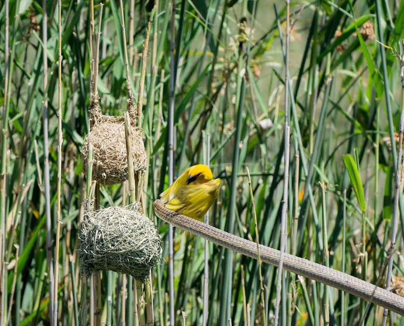 Kariega-Cape-Weaver-Attack-Boomslang-Louis-Fourie.jpg