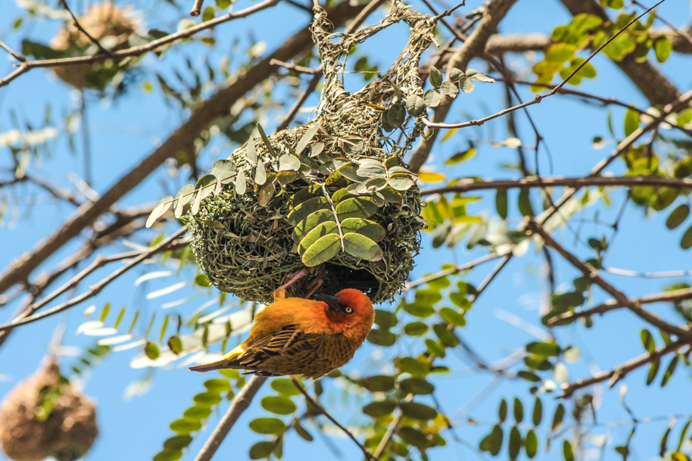 Kariega Weaver Nest Jo Haesslich