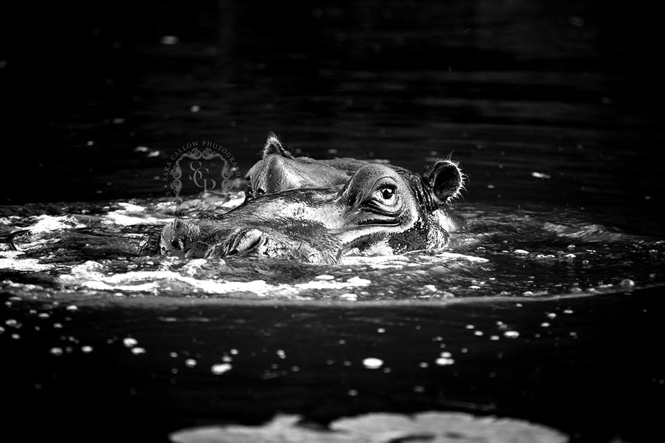 Hippo Kariega Sara Louise E Herrington‎ ‎May 2018