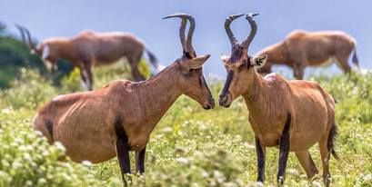 hartebeest-GrahamHarvey-Kariega-Sept2018.jpg