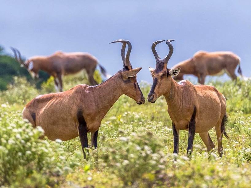 hartebeest-GrahamHarvey-Kariega-Sept2018.jpg