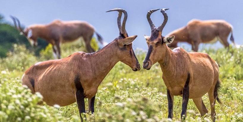 hartebeest-GrahamHarvey-Kariega-Sept2018.jpg