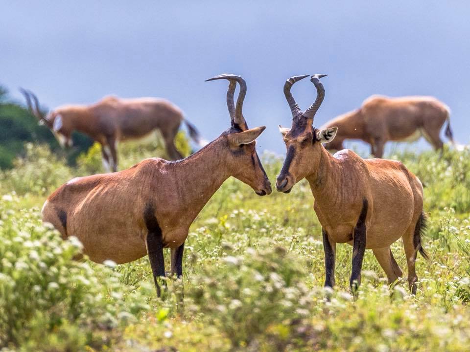 Hartebeest Graham Harvey Kariega Sept 2018