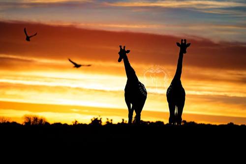10giraffe-Kariega-SaraLoui seHerrington‎ ‎-May2018.jpg